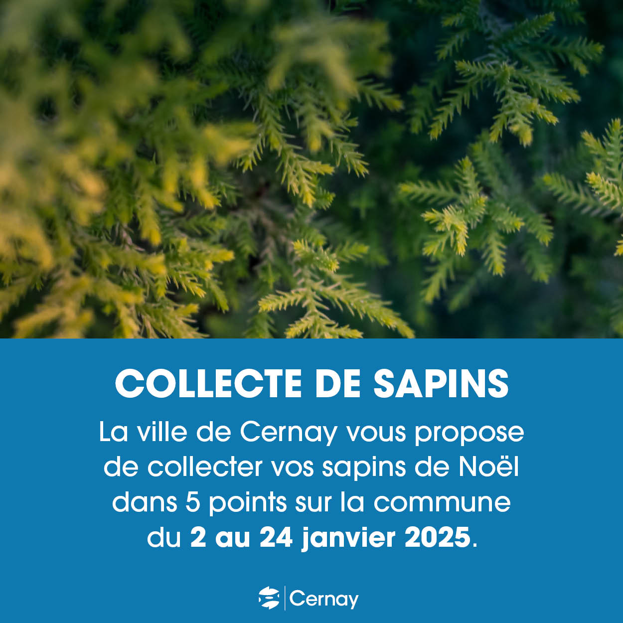 Collecte de sapins à Cernay après les fêtes du 2 au 24 janvier 2025