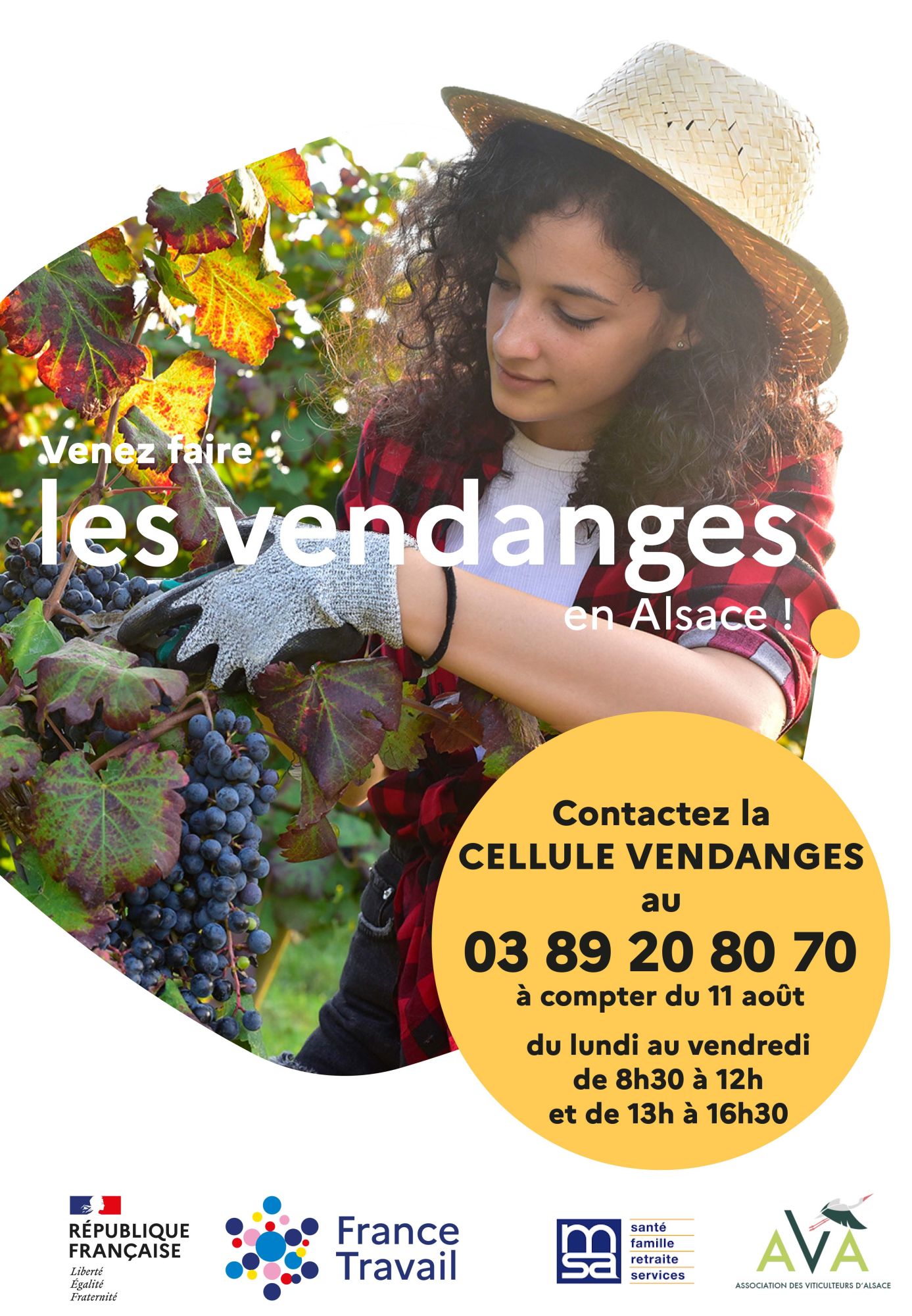 On y voit une photo d'une saisonnière qui vendange et on la voit couper une grappe de raisin