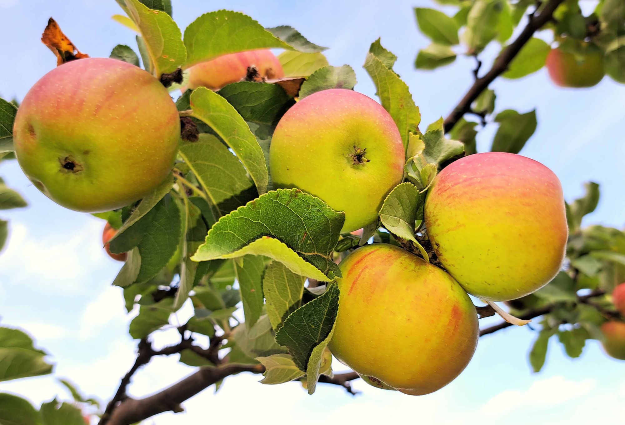 On y voit des pommes dans un arbre