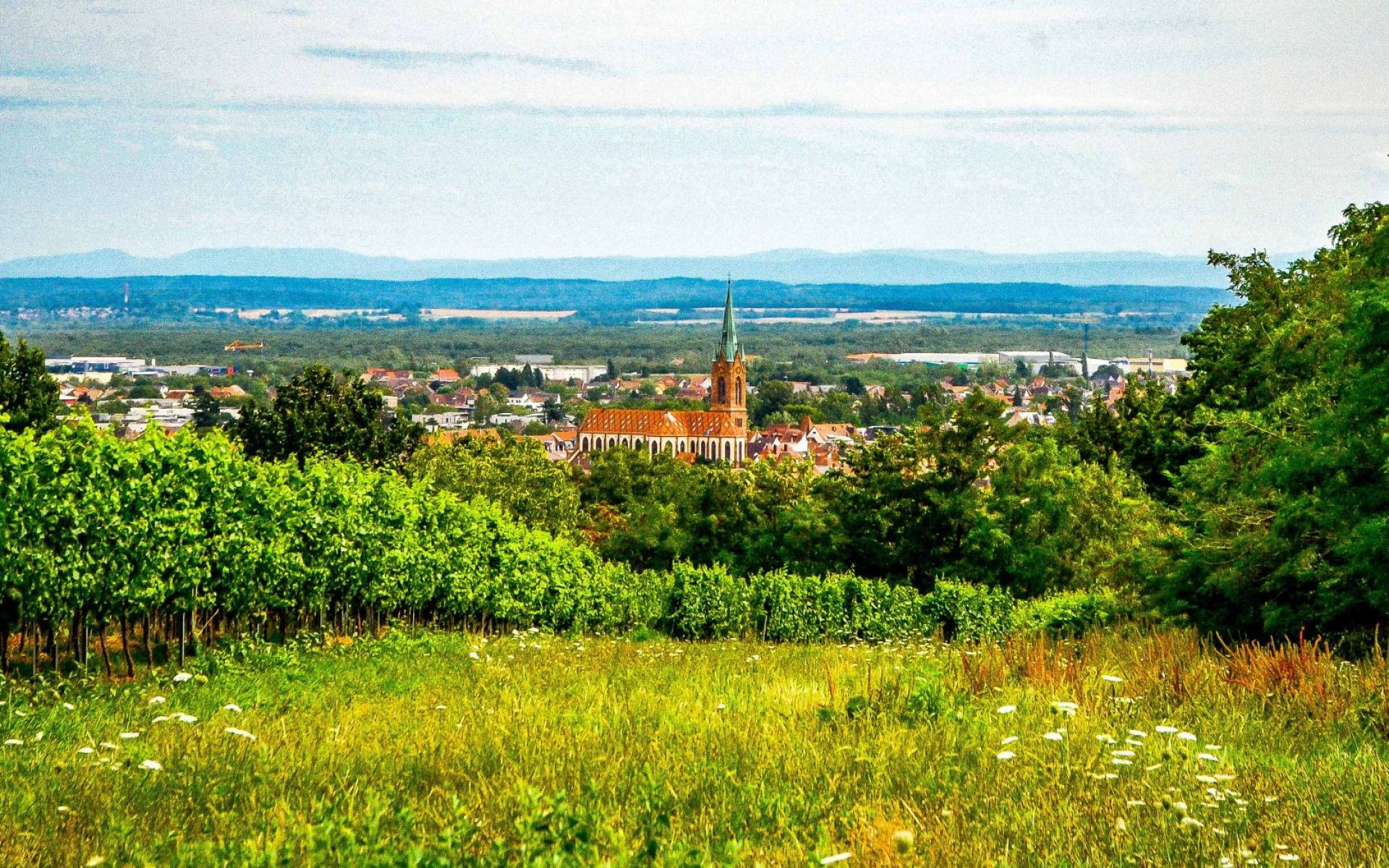 CERNAY - VUE DU VIGNOBLE