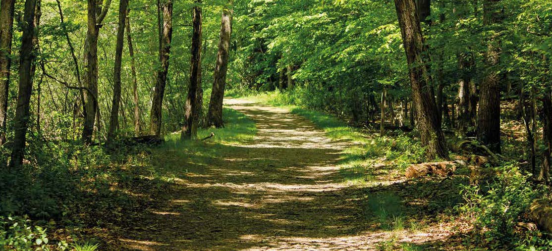 Forêt de Cernay